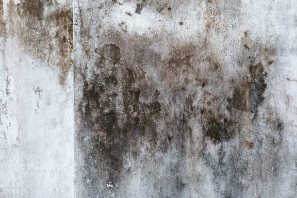 Mold Documentation for Insurance Claims in Lake City, GA