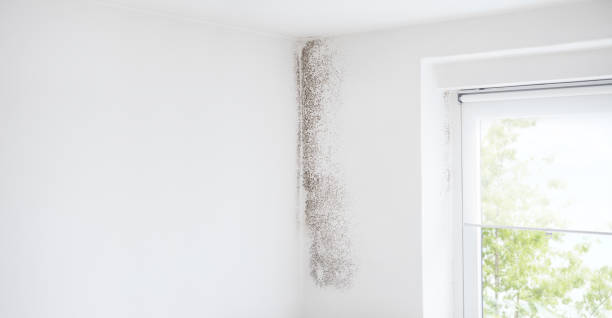 Best Biohazard Mold Removal  in Lake City, GA