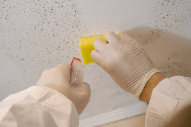 Biohazard Mold Removal in Lake City, GA