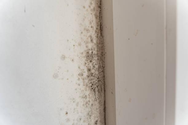 Best Basement Mold Removal  in Lake City, GA