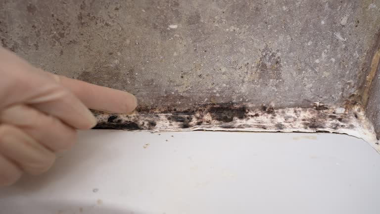 Best Comprehensive Air Testing for Mold Contaminants  in Lake City, GA